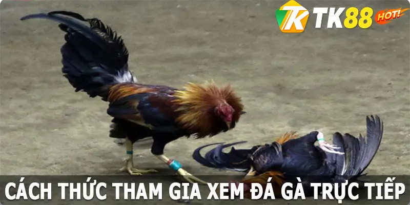 Cách thức tham gia xem đá gà trực tiếp dễ dàng