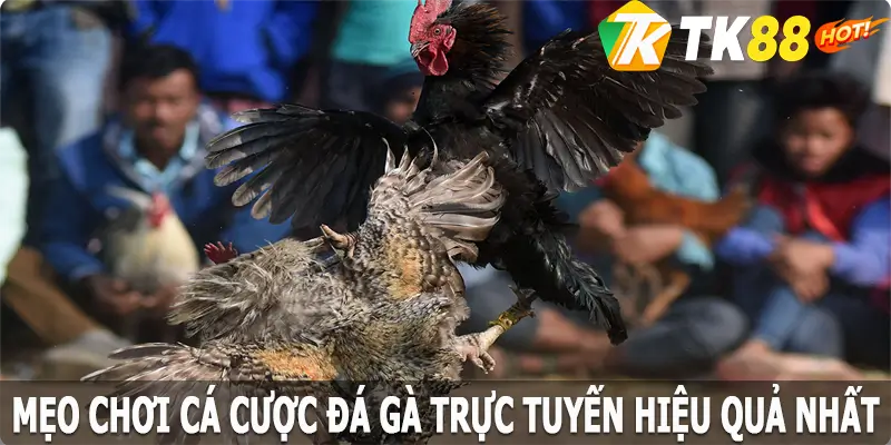 Mẹo chơi cá cược đá gà trực tuyến hiệu quả nhất