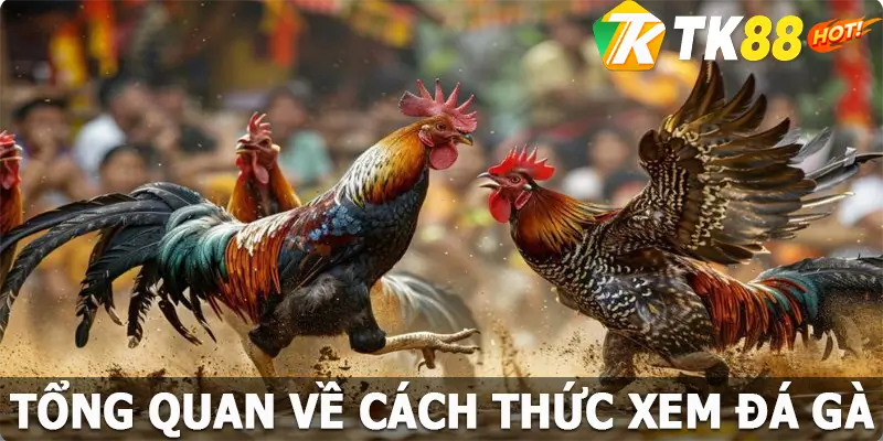 Tổng quan về cách thức xem đá gà tại nền tảng